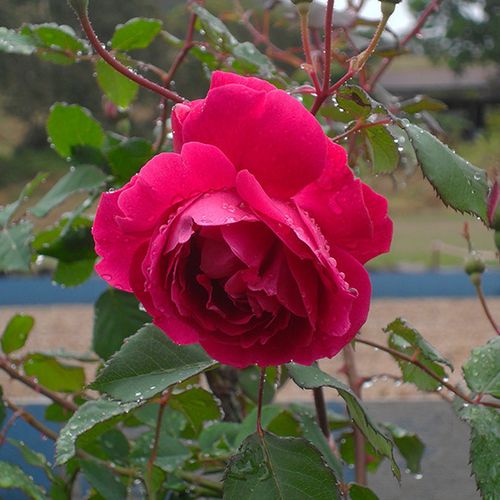 Rosa Gruss an Teplitz - roșu - Trandafir copac cu trunchi înalt - cu flori în buchet - coroană tufiș